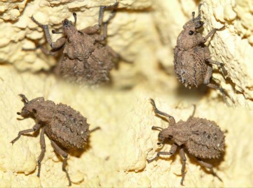 Brachycerus muricatus